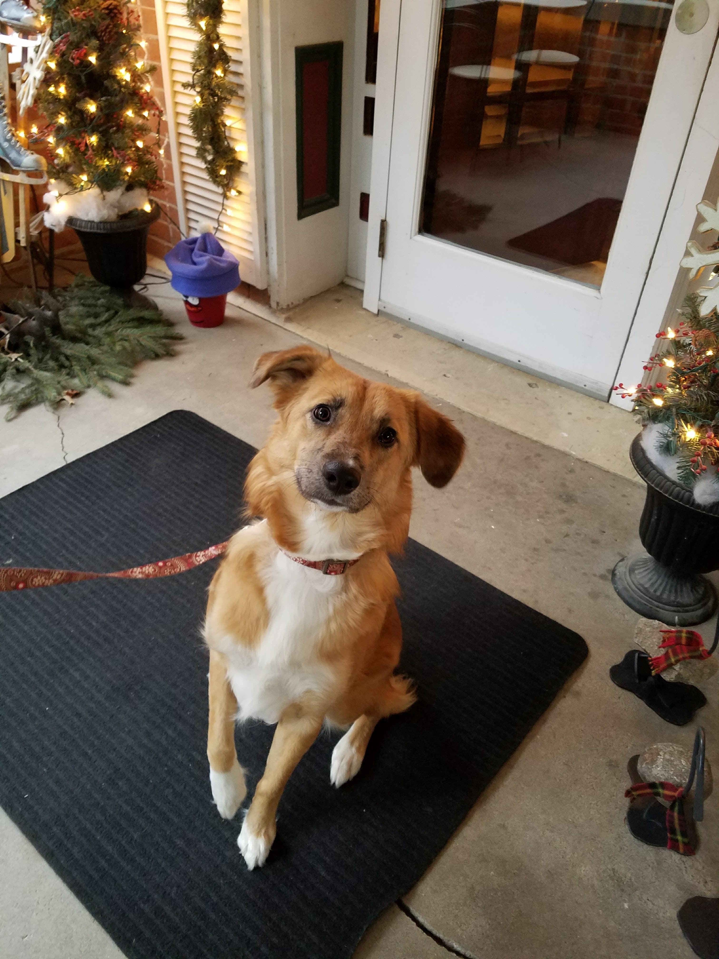 Dog visiting Whispering Pines Bed & Breakfast during the holiday season sitting on a mat in front of decorated doorway