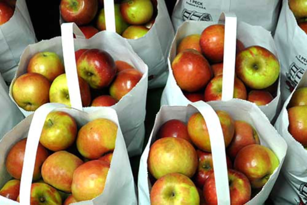 Bags filled with freshly picked apples.