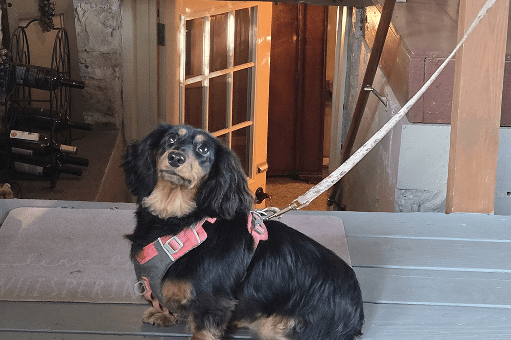 A small dog with a black and tan coat sits on a mat, looking curiously at the camera.