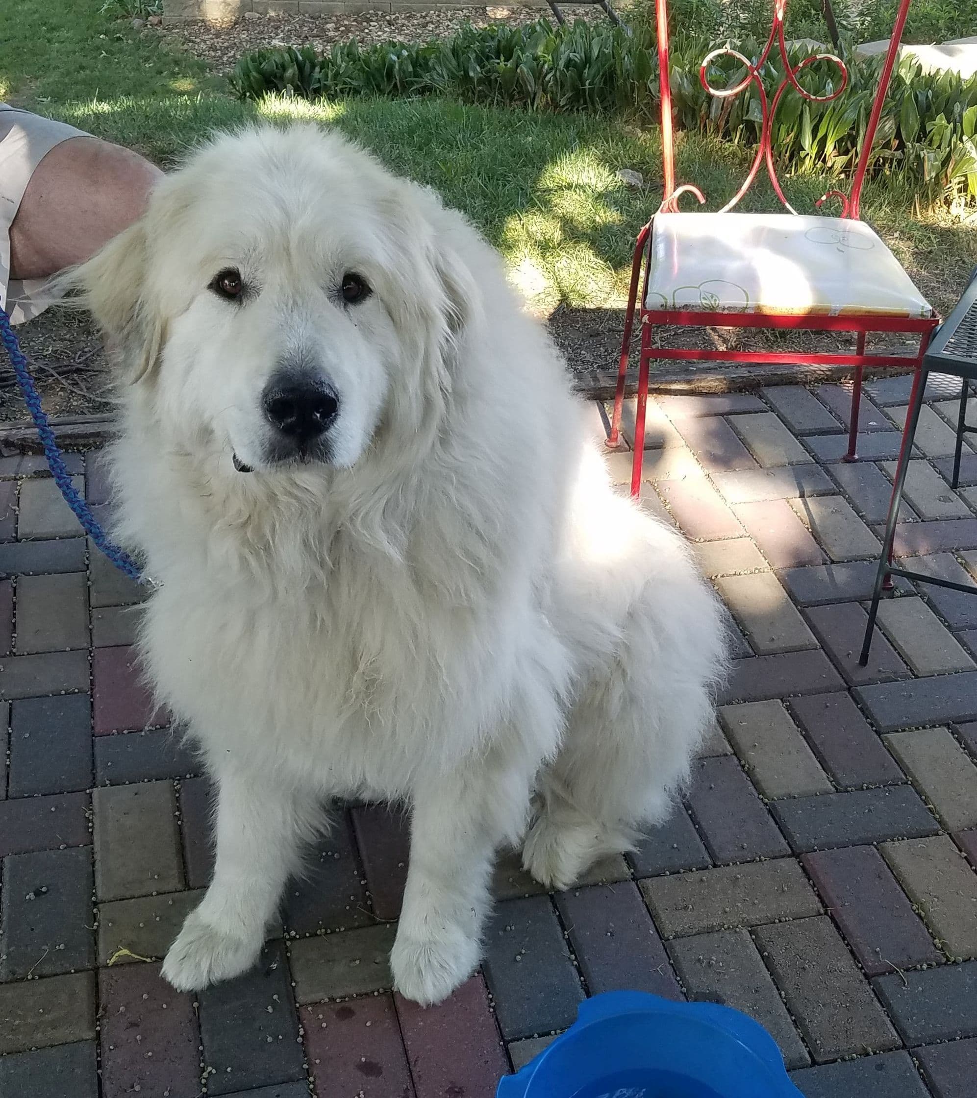 A fluffy white dog sits next to a blue water bowl on a brick patio.